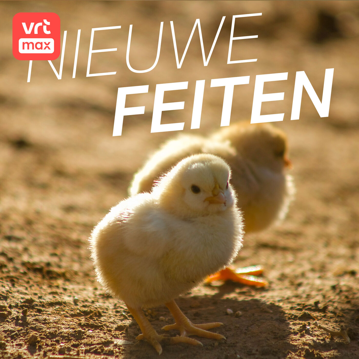 Belgische kippen gaan viraal op TikTok