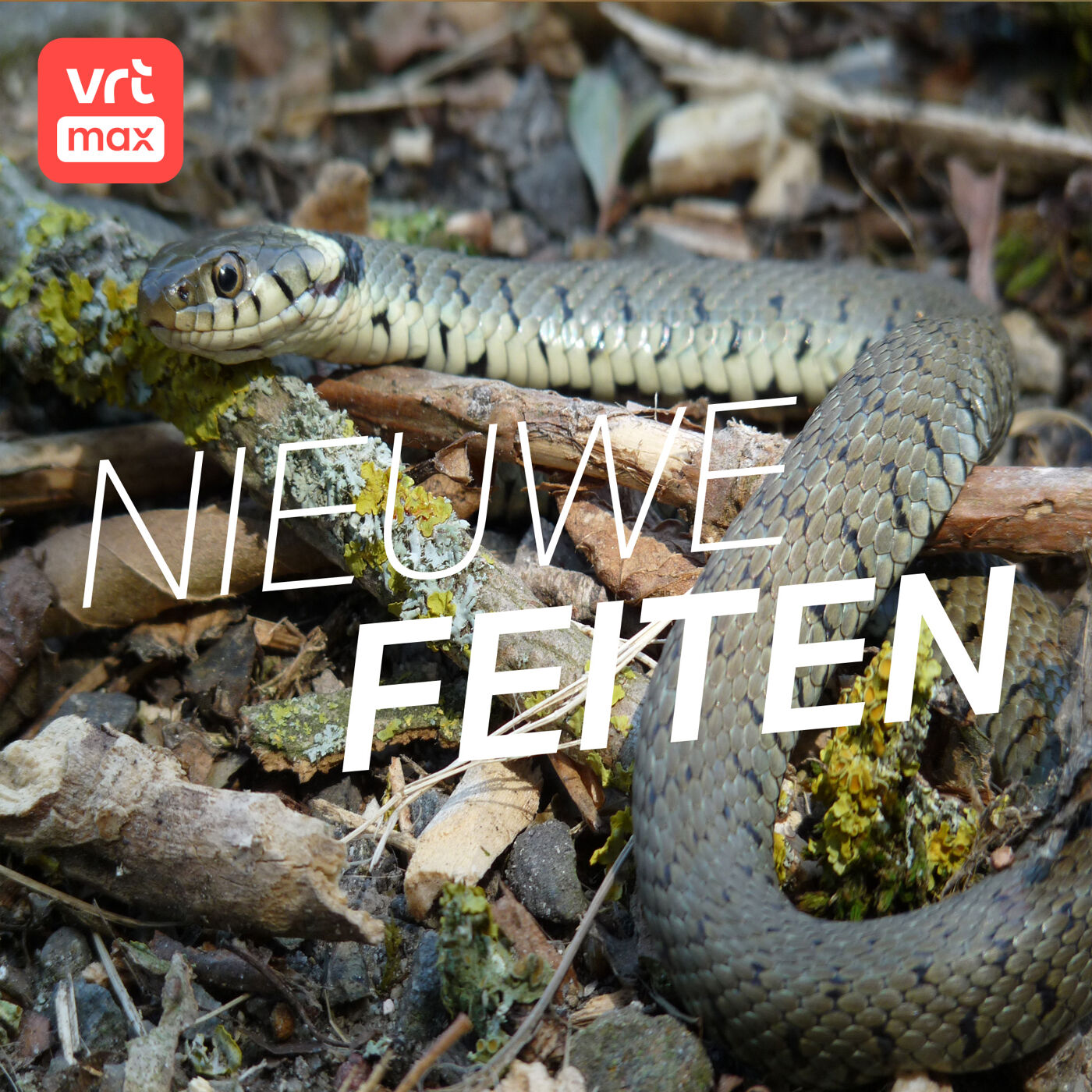 Joeri Cortens zoekt slangen in Vlaanderen