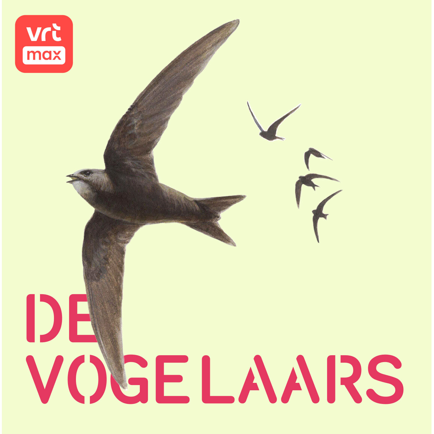 19u: De gierzwaluwen 19u: De gierzwaluwen