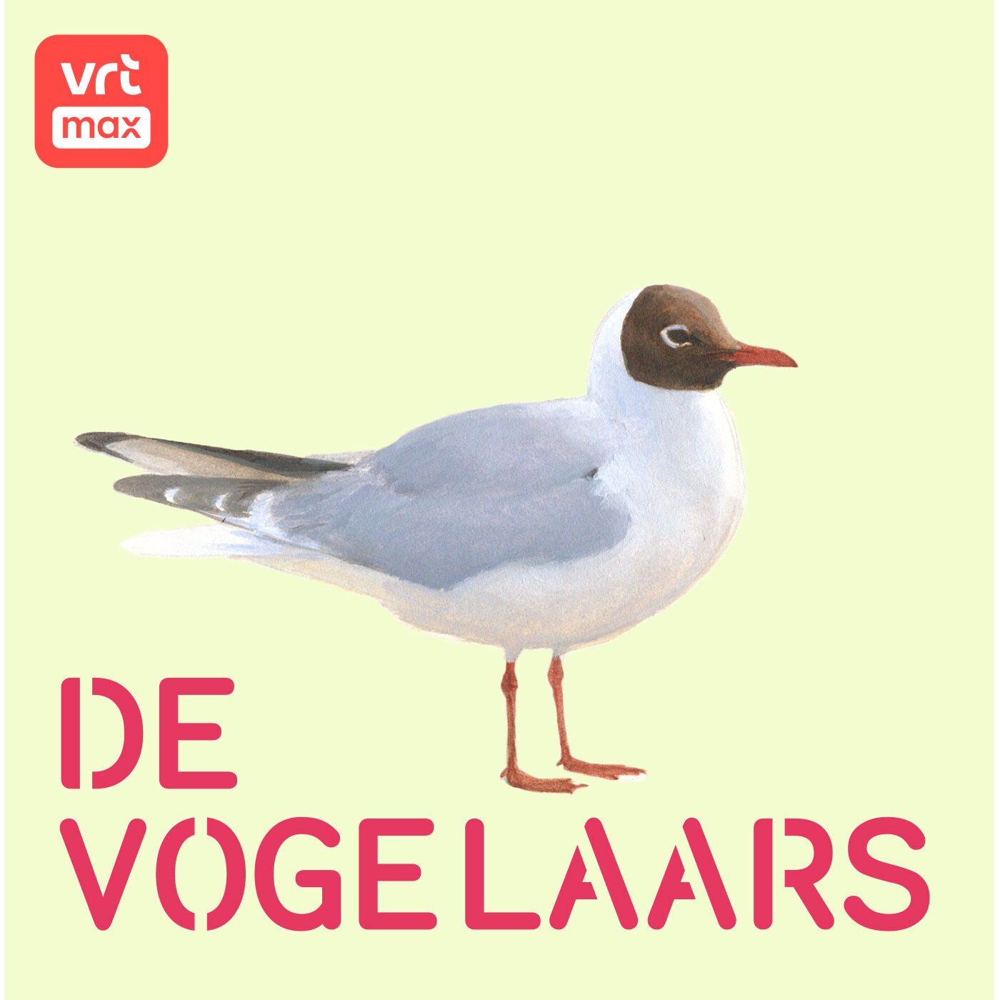 9u: In de kraamkamer van een meeuwenkolonie 9u: In de kraamkamer van een meeuwenkolonie