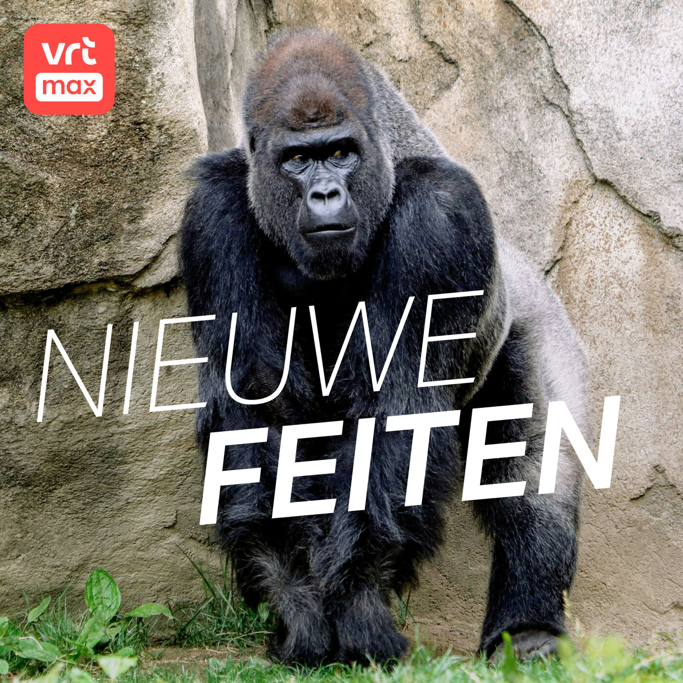 Een gorillapenis is in erectie 4 centimeter