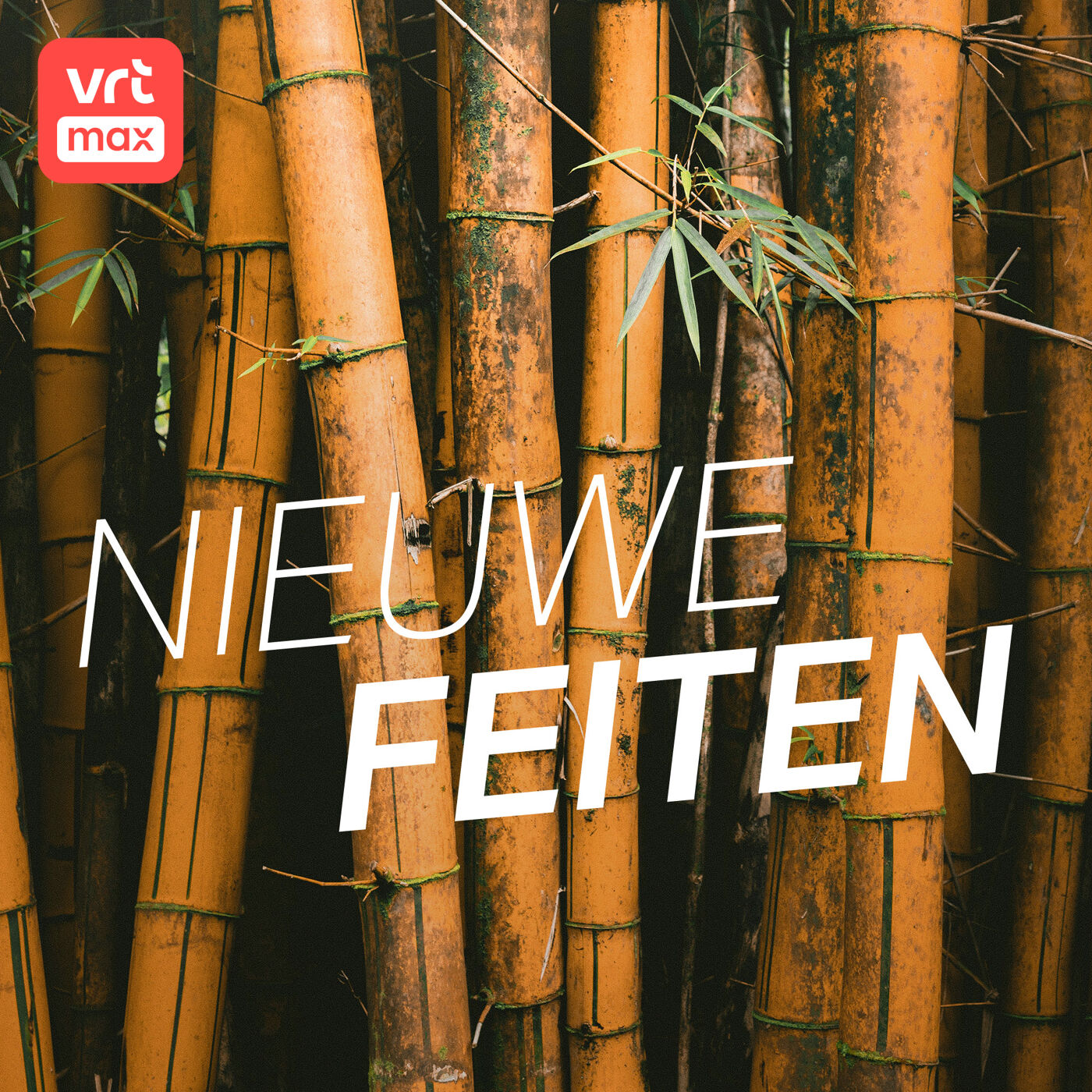 Europese boeren investeren in bamboebossen