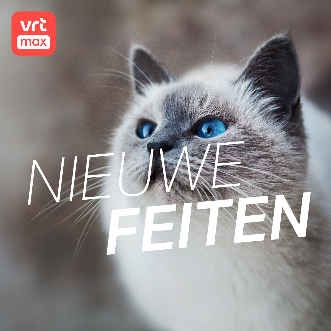 Kat weet niet hoe dik ze is