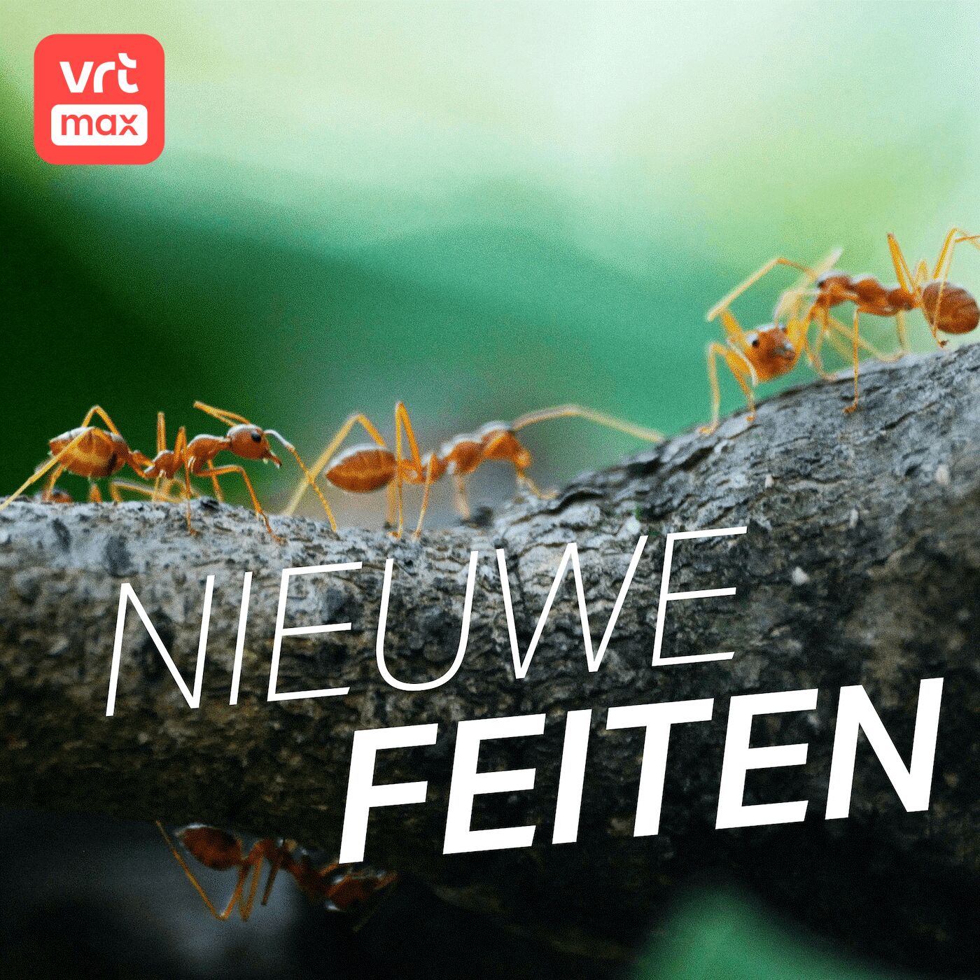 Sinds verdwijning dino's kweken mieren champignons