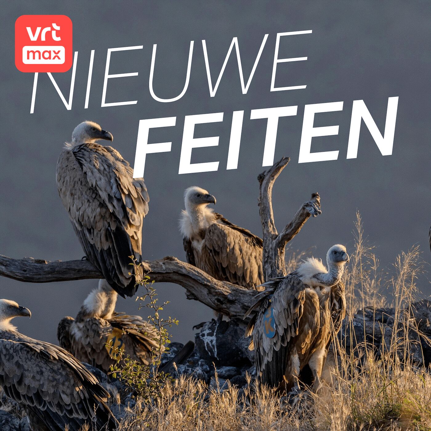 Nieuwe Feiten