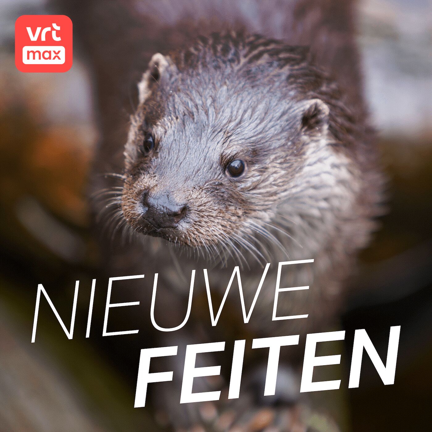 Joeri Cortens op zoek naar ottersporen in Kasterlee