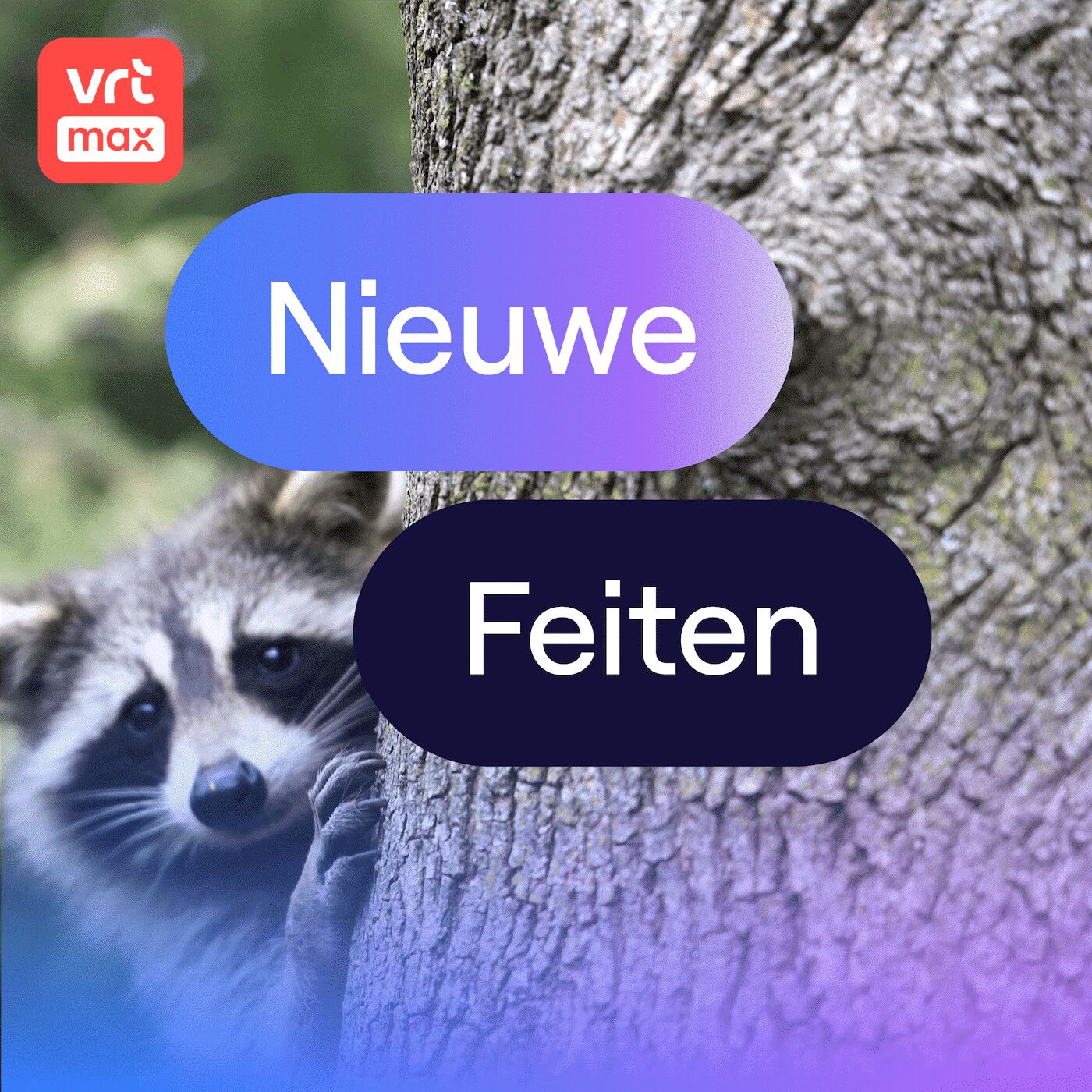 Joeri Cortens vindt een wasberenspoor