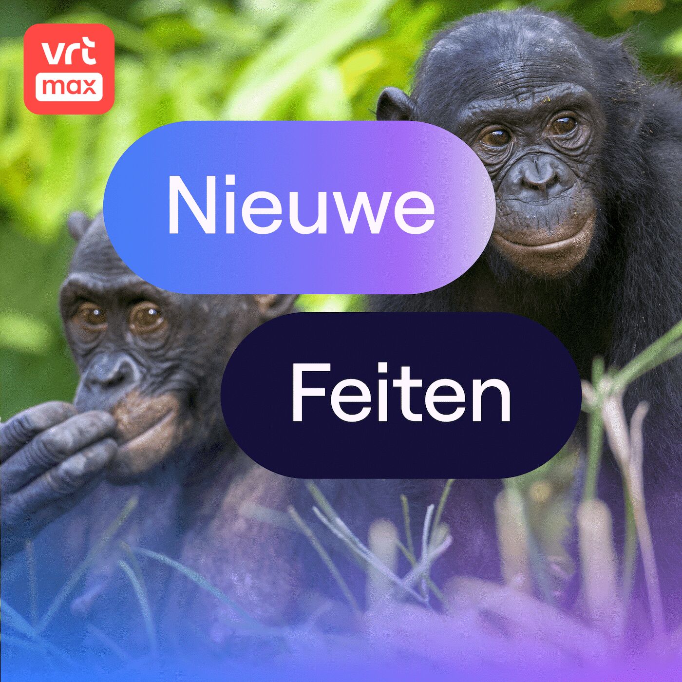 Bonobo's hebben door wanneer U iets niet weet