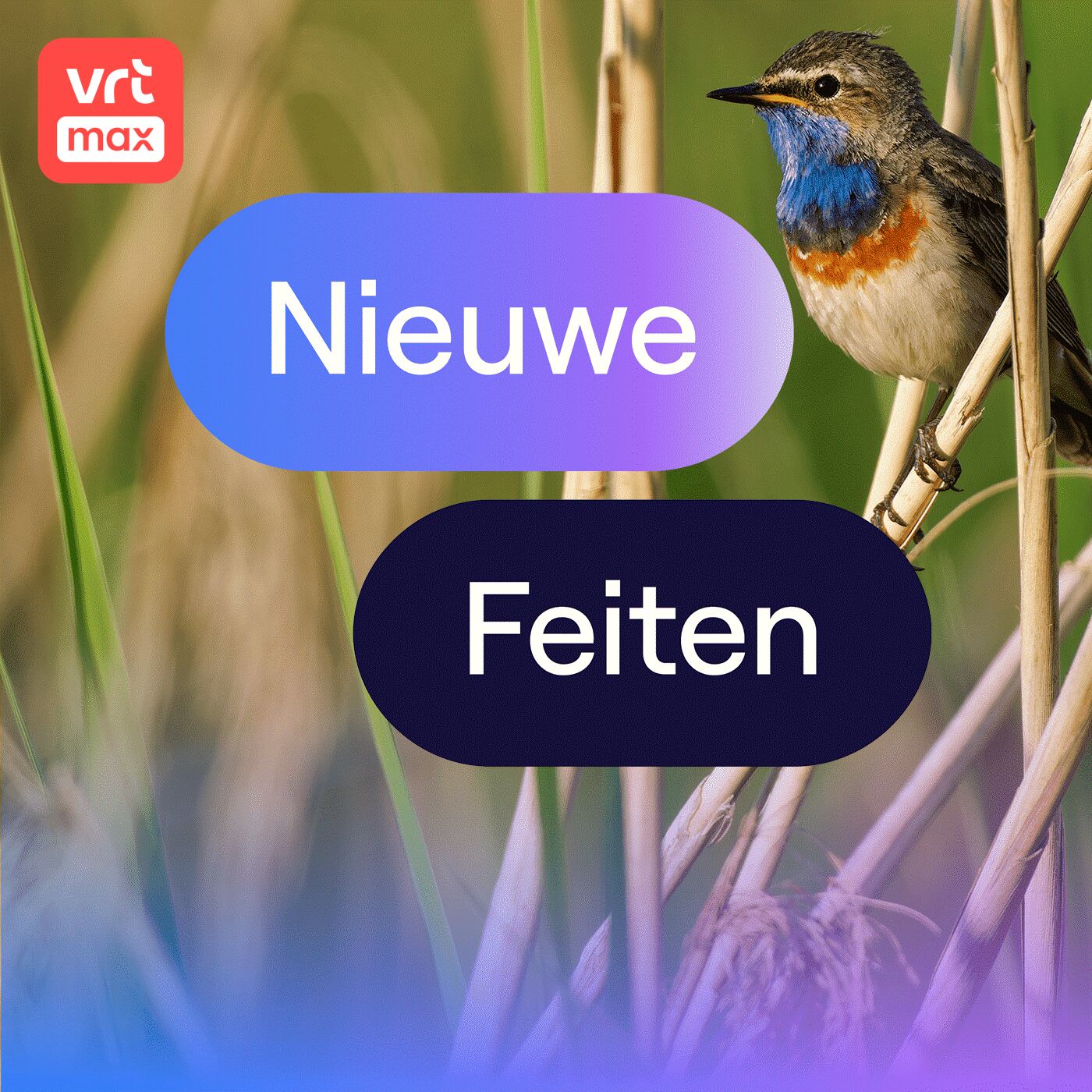 April is de maand van de blauwborst