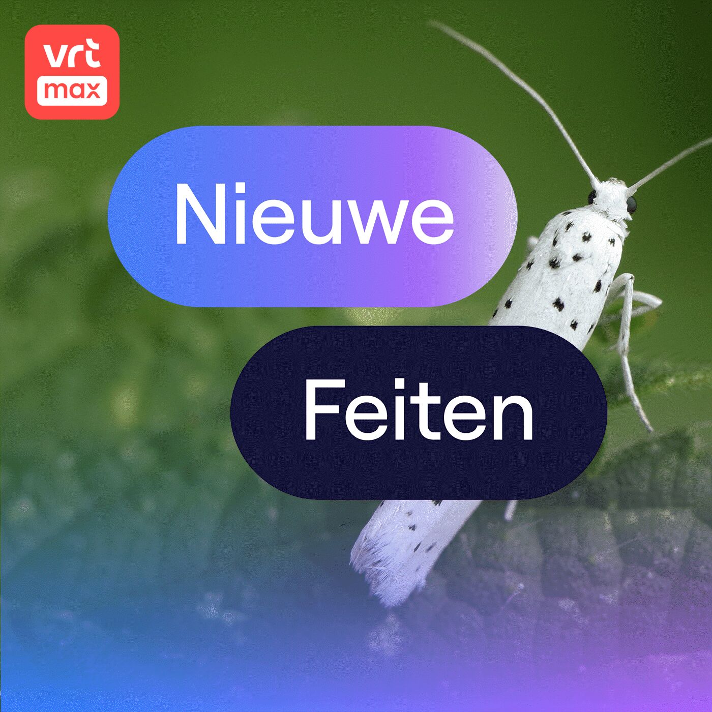 Waarom stippelmotten bomen en struiken inpakken