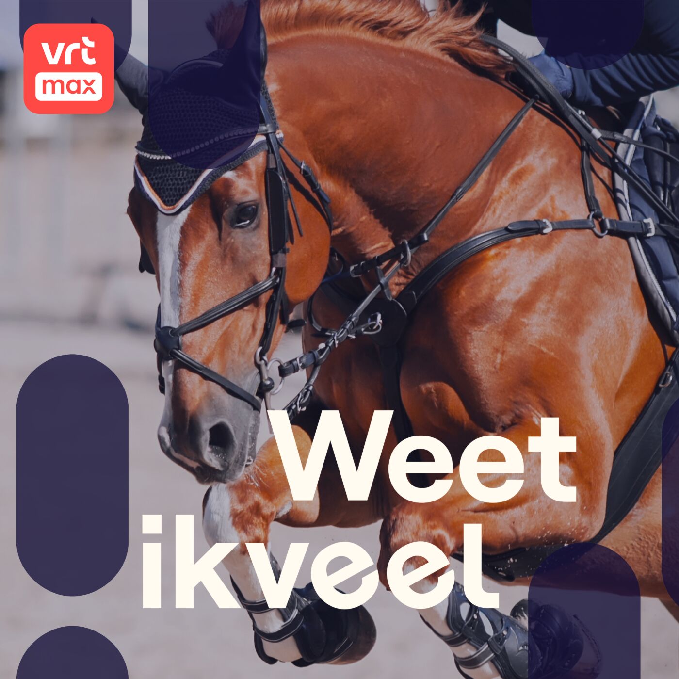 Paardensport Paardensport
