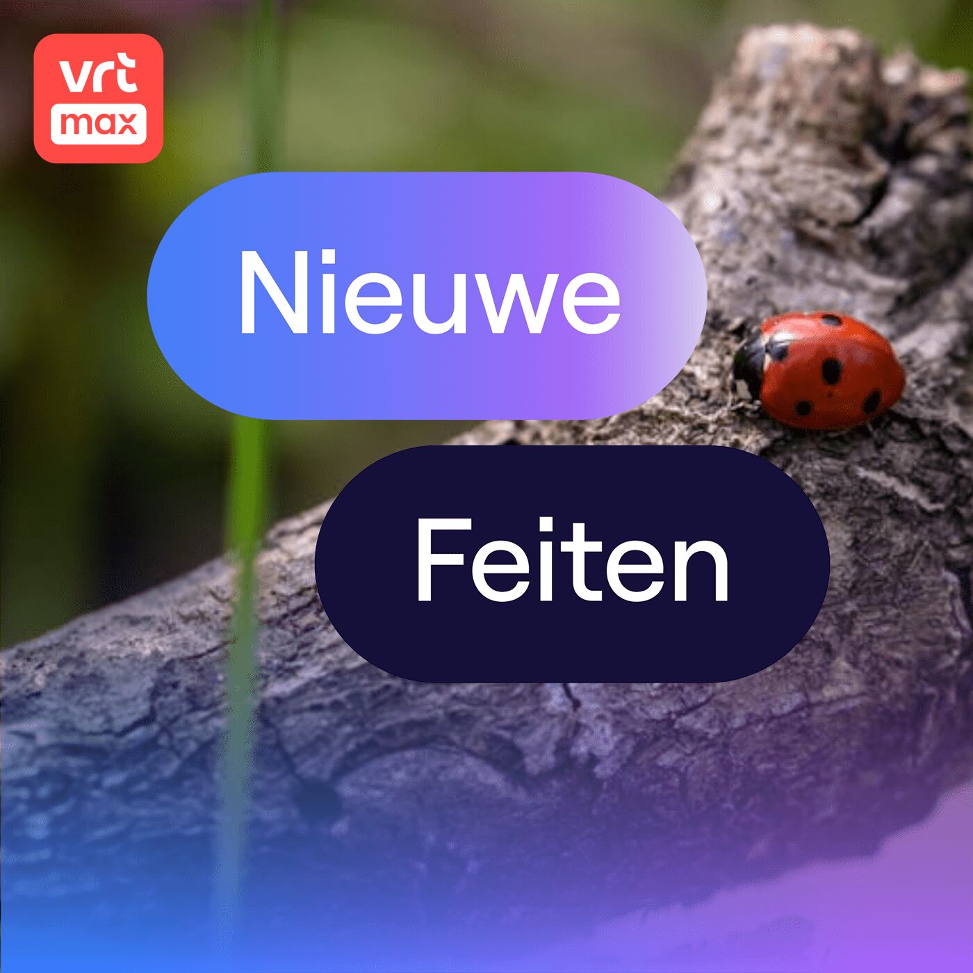 Drukke dagen voor het Lieveheersbeestje