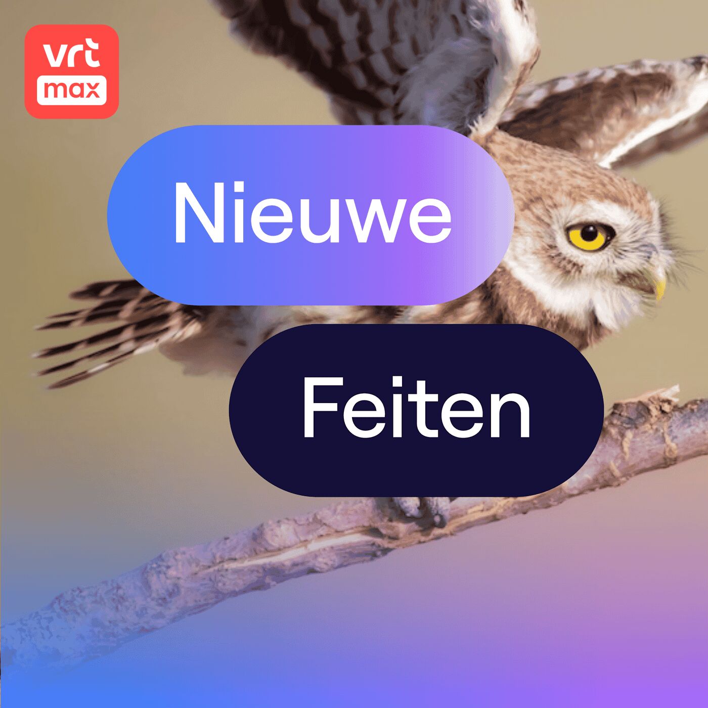 Drukke tijden voor de steenuil Drukke tijden voor de steenuil