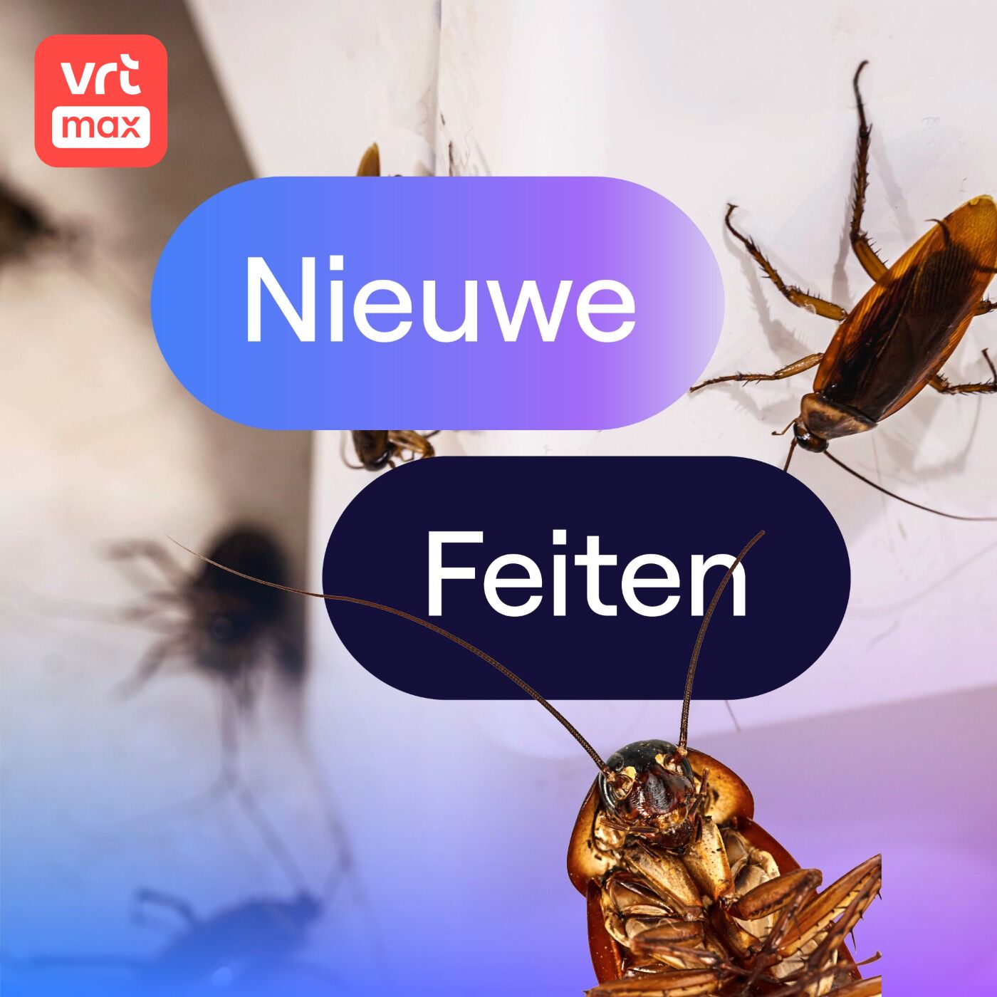 Eeuwige trouw bij kakkerlakken: elkaars vleugels afbijten Eeuwige trouw bij kakkerlakken: elkaars vleugels afbijten
