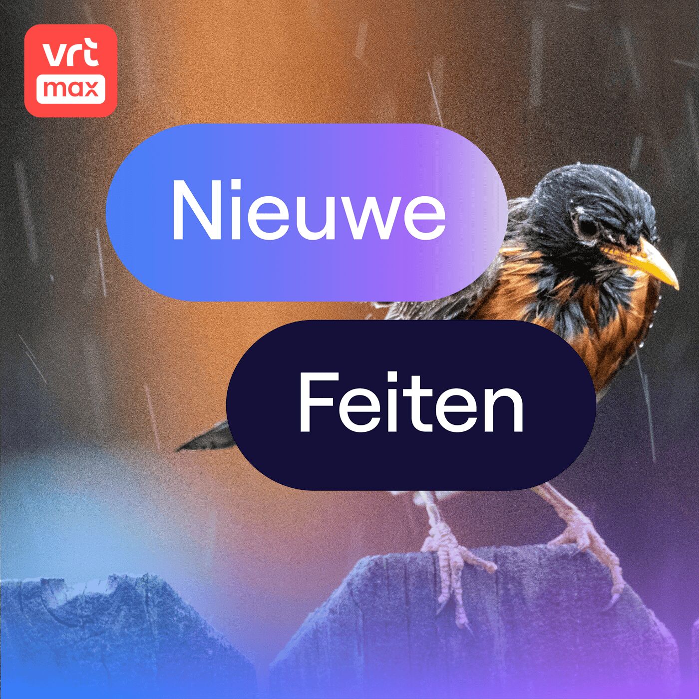 Vraag het aan Gilles: wat doen vogels als het regent? episode artwork