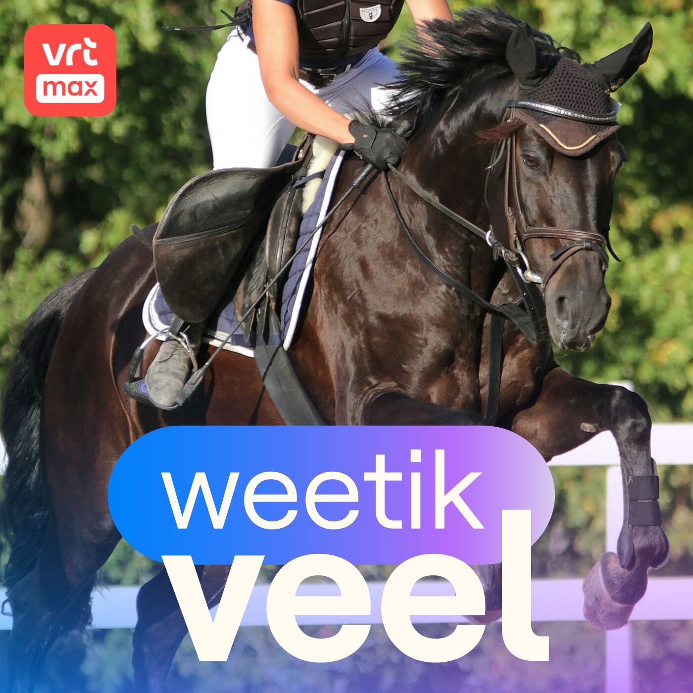 Paardensport episode artwork