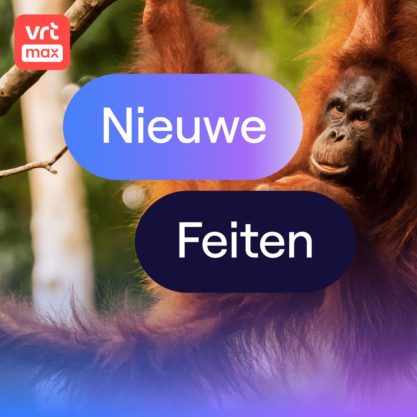 Ook Orang-oetans vinden eten lekkerder als het gezellig is Ook Orang-oetans vinden eten lekkerder als het gezellig is