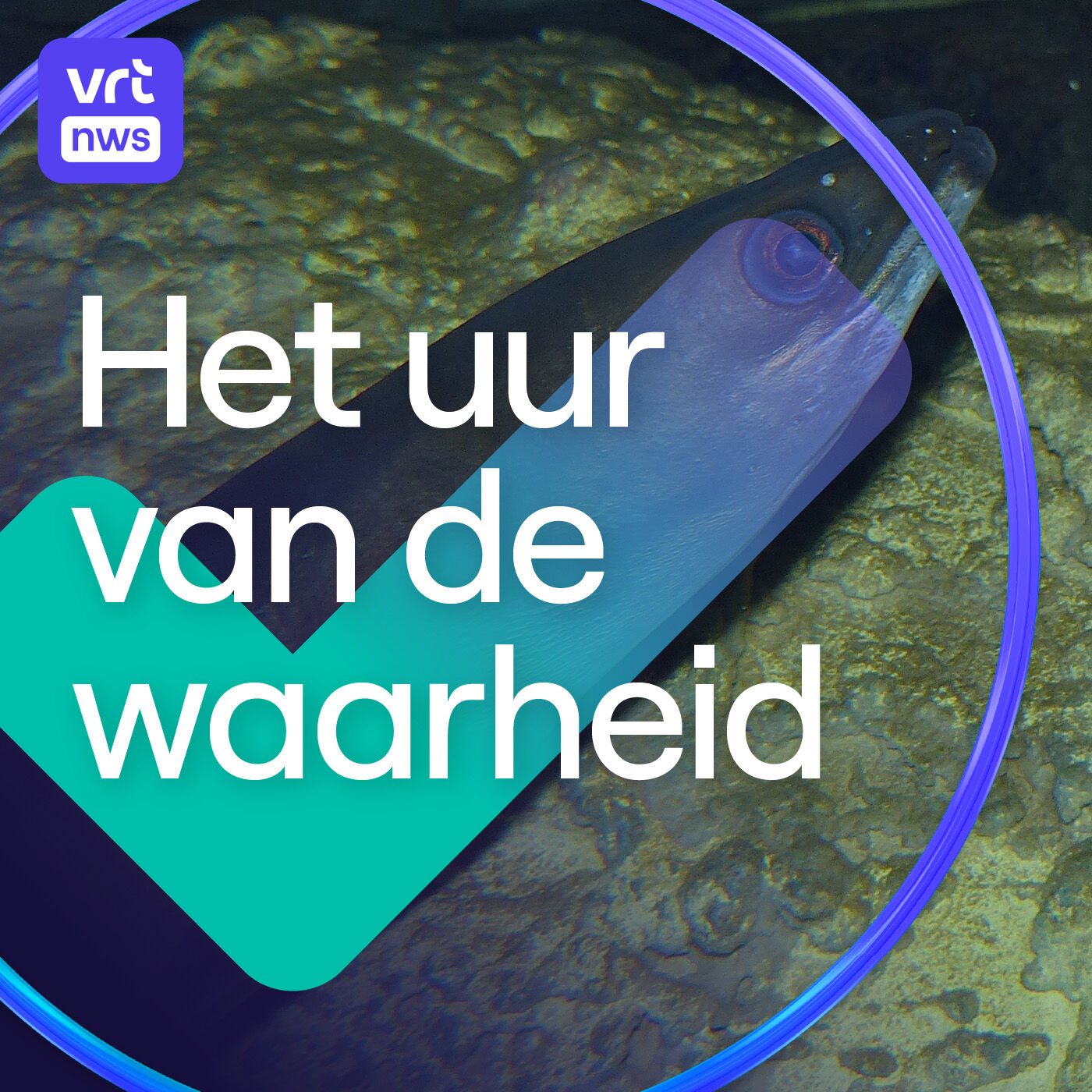 Is de paling op je bord nu bedreigd of niet? En hoe correct zijn AI-podcasts over je studentencursus?
