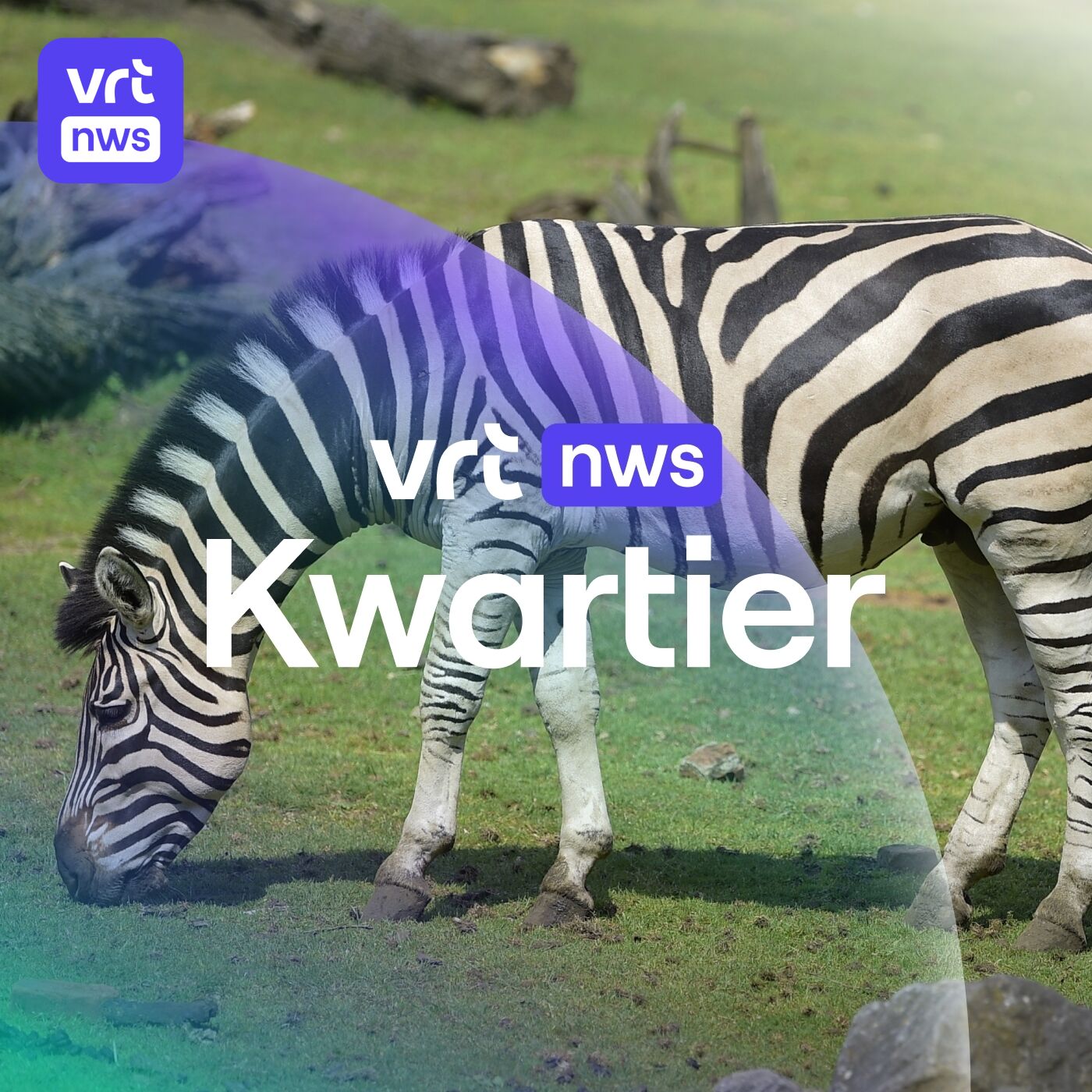 Hoe run je een zoo? Waarom blijft het onrustig in Albanië? En hoe Belgisch is Angèle?