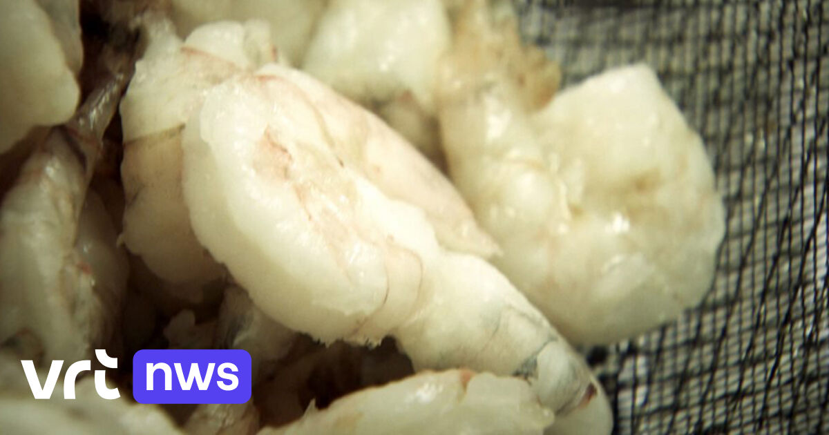 There’s something fishy about frozen shrimp VRT NWS news