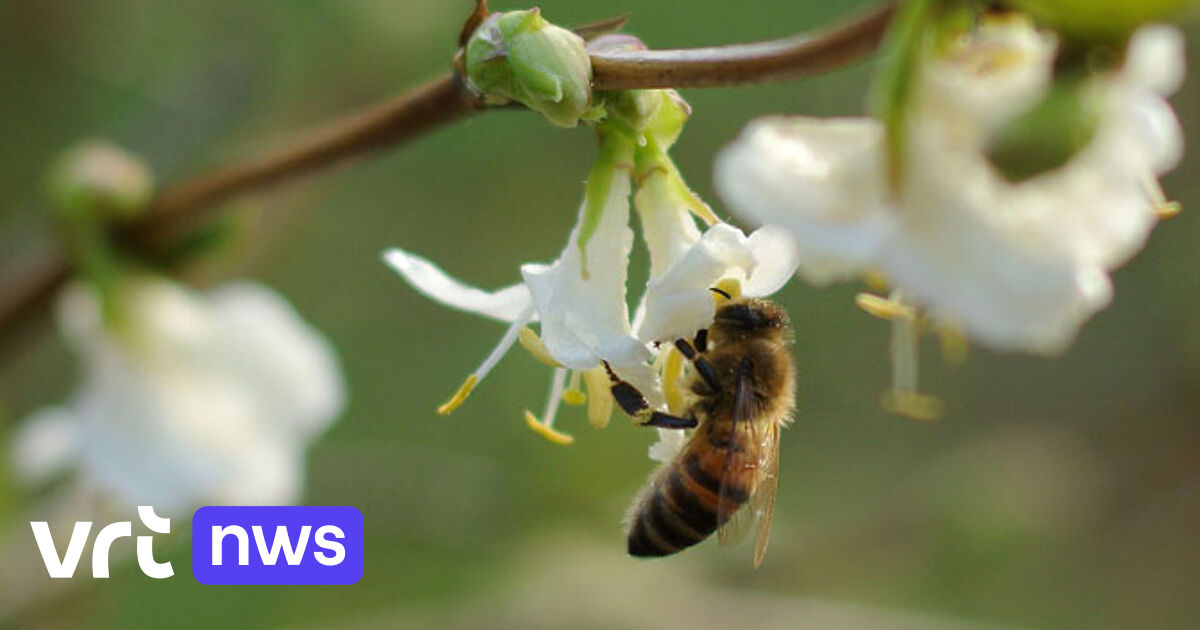Bijen, wespen en mieren hebben gemeenschappelijke voorouder | VRT NWS