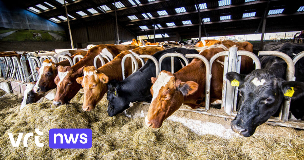 KI gibt der belgischen Milchwirtschaft Auftrieb