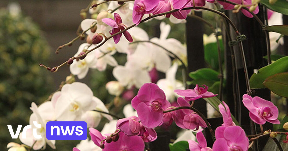 Feiten en weetjes over de Gentse Floraliën VRT NWS nieuws