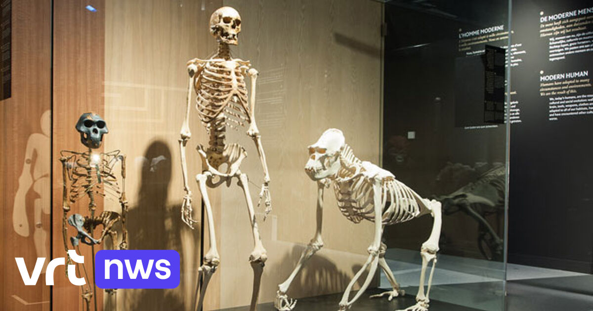 Museum voor Natuurwetenschappen in Brussel nu digitaal te bezoeken VRT NWS nieuws