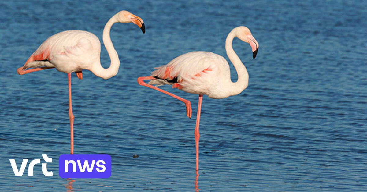 Dode Flamingo s Onthullen Het Geheim Van Het Staan Op Een Poot VRT Dode Flamingo s Onthullen Het Geheim Van Het Staan Op Een Poot VRT