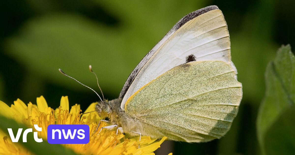 Koolwitjes meest gespot tijdens vlindertelweekend Natuurpunt | VRT NWS ...