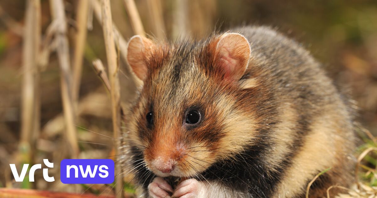 University PXL and minister Brouns launch million project for biodiversity on fields: 'The hamster must save us'