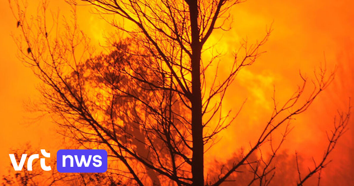 Fires in Haacht nature reserve "were started deliberately"