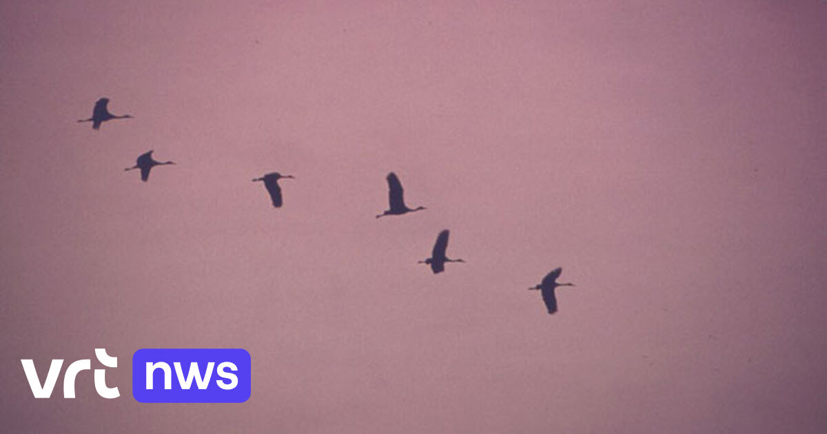 Gunstige wind brengt kraanvogels naar Vlaanderen | VRT NWS: nieuws