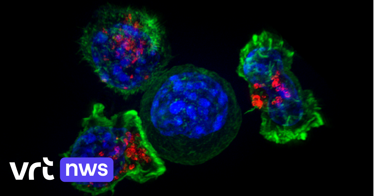I ricercatori di VIB-KU Leuven scoprono un “interruttore” che consente alle cellule immunitarie di funzionare meglio nei topi