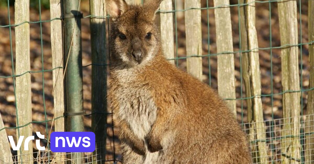 Hoe vang je een ontsnapte kangoeroe? "Ze lopen 50 km per uur en