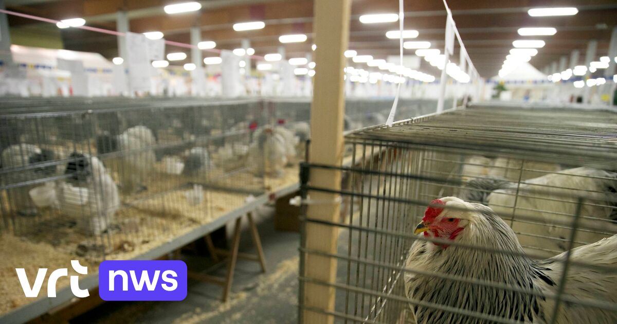 Vogelgriep: vanaf woensdag verplichte huisvesting voor commercieel gehouden dieren