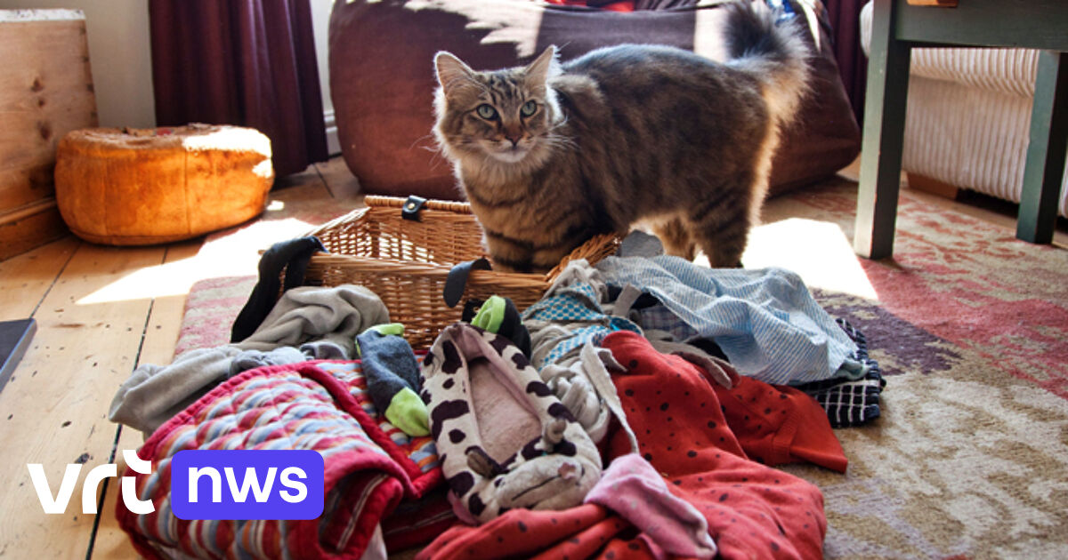 Kat van de buren zit achter diefstallenplaag VRT NWS nieuws