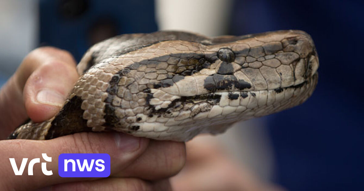enorme tijgerpython in oosterbeek stelt experts voor... Tijgerpythons hebben een inwendig kompas | VRT NWS Nieuws