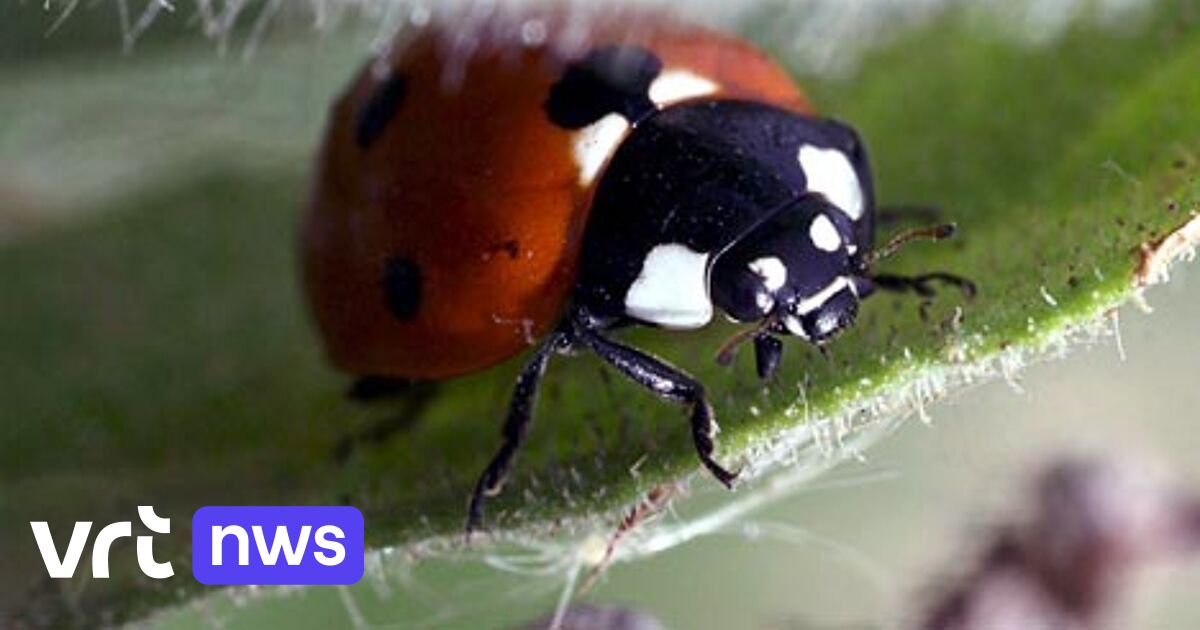 2 soorten lieveheersbeestjes uitgestorven in Vlaanderen