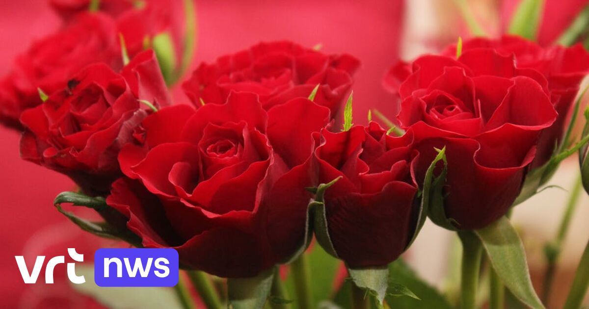 Zeg het met Valentijn met andere bloemen dan rozen, die enorm duur zijn de hoge energieprijzen VRT NWS: nieuws