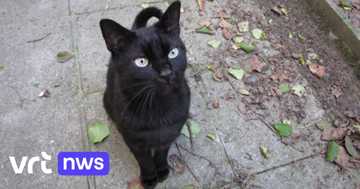 Feline sterilisation mandatory from today