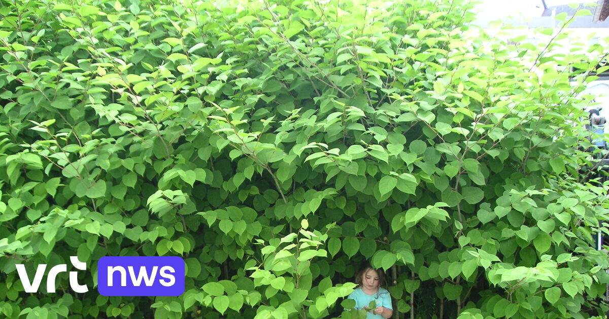 A meter-high invasion from the east: Japanese knotweed