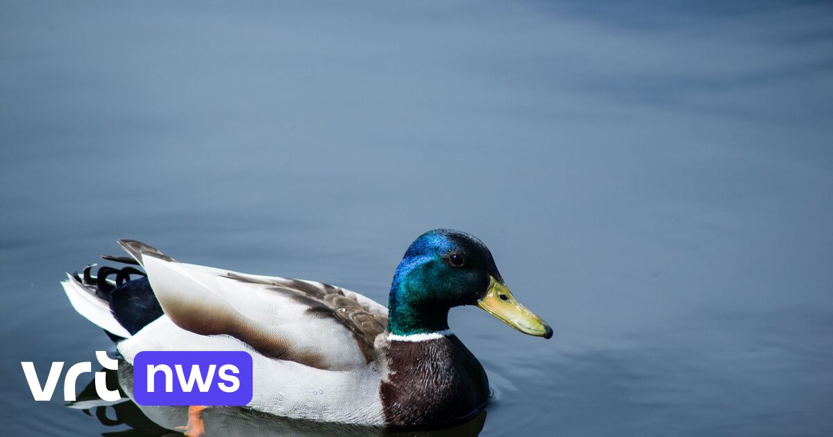 Dozens of ducks die from botulism in Bellefroid estate ponds