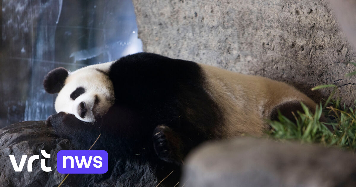 Hoe Lang Is Een Panda Zwanger