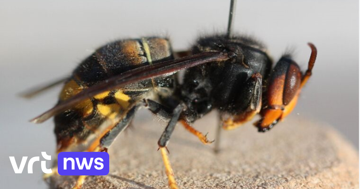 Aziatische Hoornaar Rukt Op In Opgrimbie Kan Groot Probleem Worden Voor Imkers En Bijen Vrt Nws Nieuws