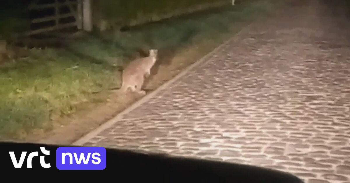"Big mystery" in Kruisem: who has seen the local kangaroo?