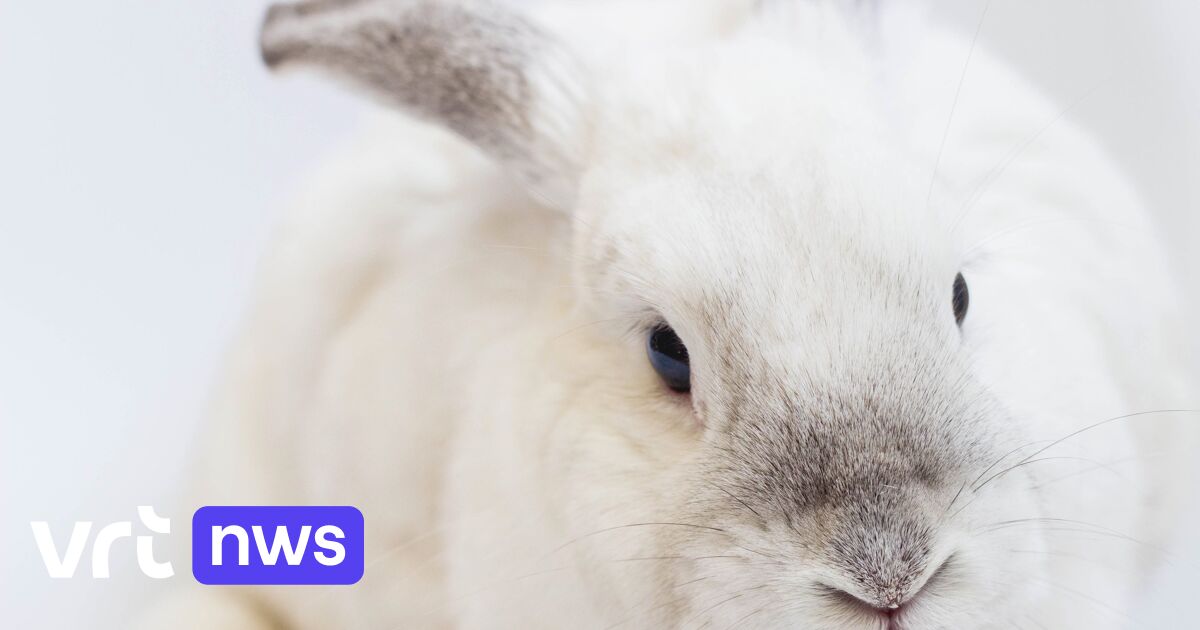 Spectaculair film Installeren Dierenopvangcentrum in Wommelgem kan toevloed gedumpte konijnen niet meer  aan | VRT NWS: nieuws