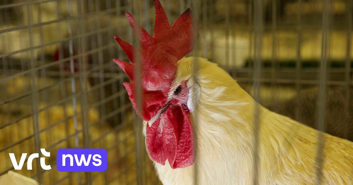 Increased risk of avian flu: compulsory shelter for poultry farmers from 1 November