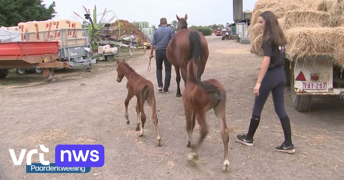 Very rare: twin foals born in Limburg