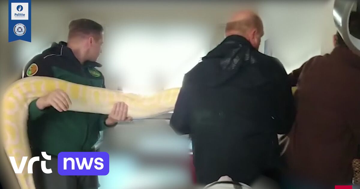 Police seize 6.5-metre Indian python | VRT NWS: news